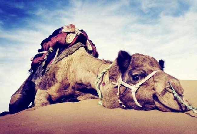 Un-camello-le-arrancó-la-cabeza_03